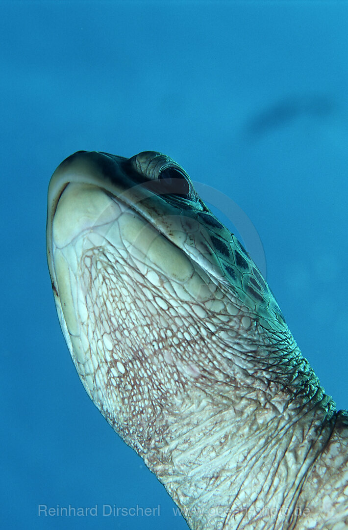 Gruene Meeresschildkroete, Suppenschildkroete, Chelonia mydas, Pazifik, Borneo, Sipadan, Malaysia