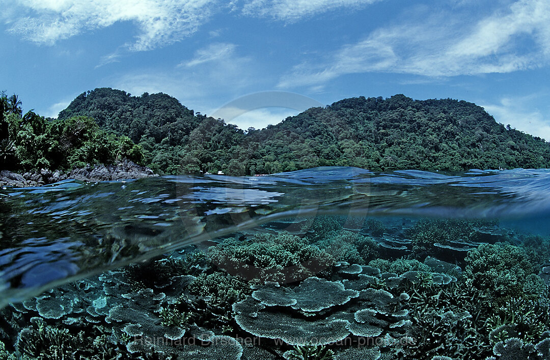 Korallenriff, Pulau Tenggol, Suedchinesisches Meer, Malaysia