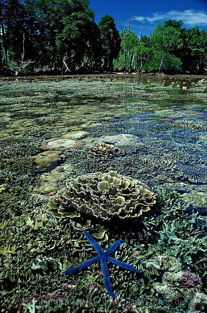 Blauer Seestern auf Korallenriff