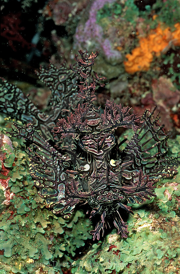 Merlet´s scorpionfish