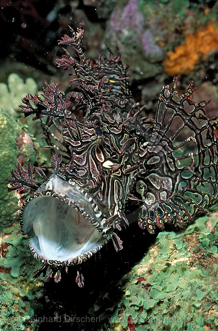 Merlet´s scorpionfish
