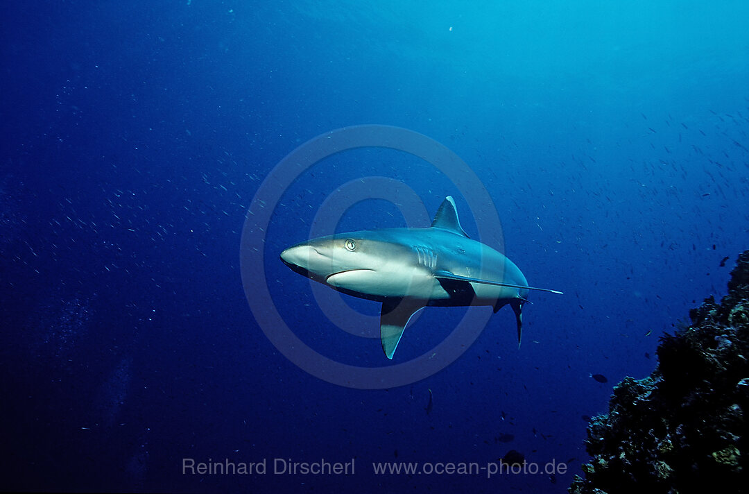 Silberspitzenhai, Carcharhinus albimarginatus, Pazifik, Fiji