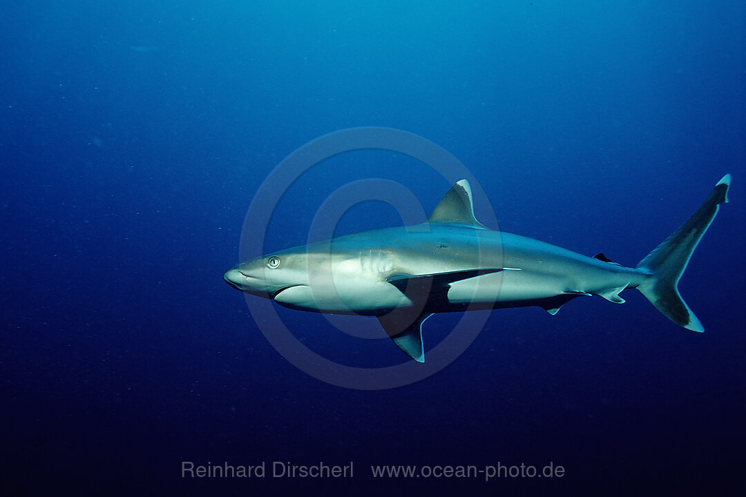 Silberspitzenhai, Carcharhinus albimarginatus, Pazifik, Fiji