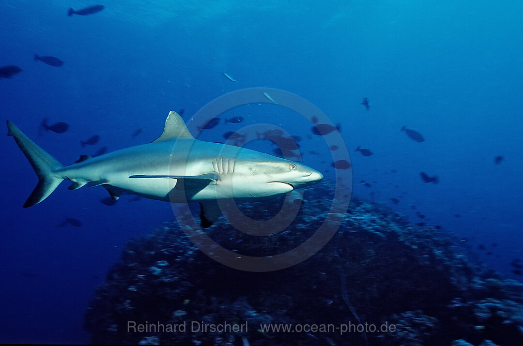 Silberspitzenhai, Carcharhinus albimarginatus, Pazifik, Great Barrier Reef, Australien