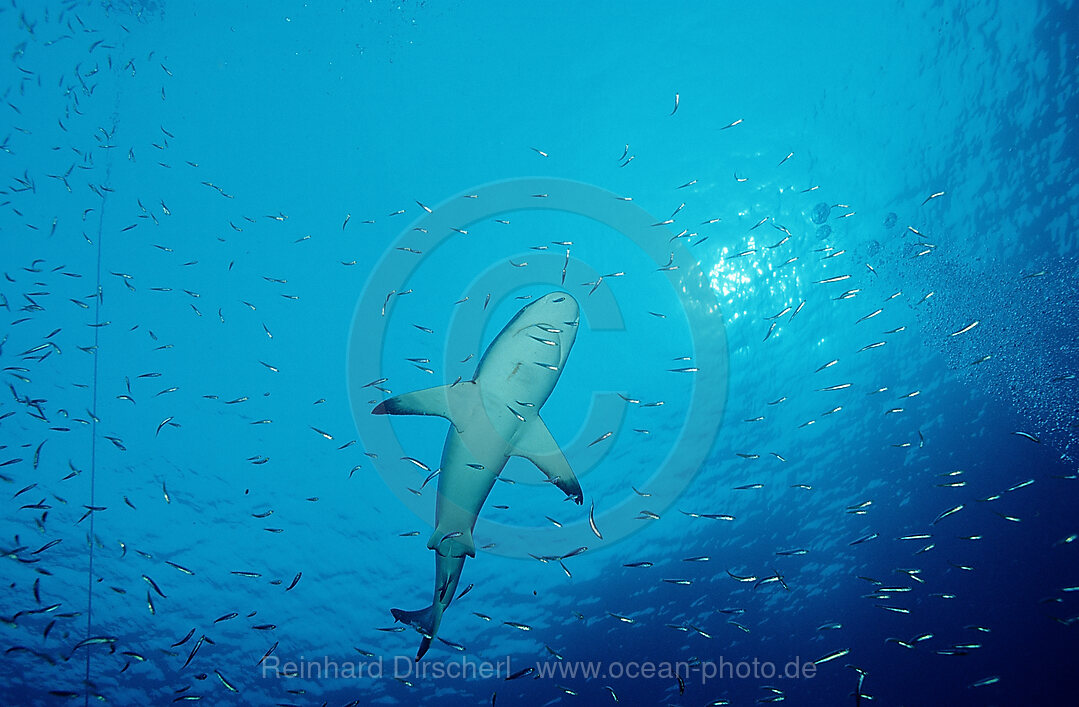 Silberspitzenhai, Carcharhinus albimarginatus, Pazifik, Great Barrier Reef, Australien