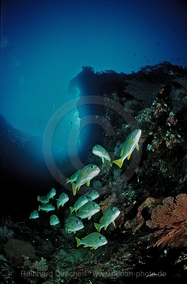Celebes-Suesslippe