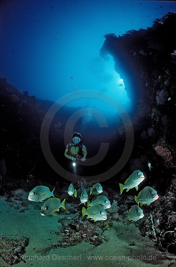 Celebes sweetlips and scuba diver