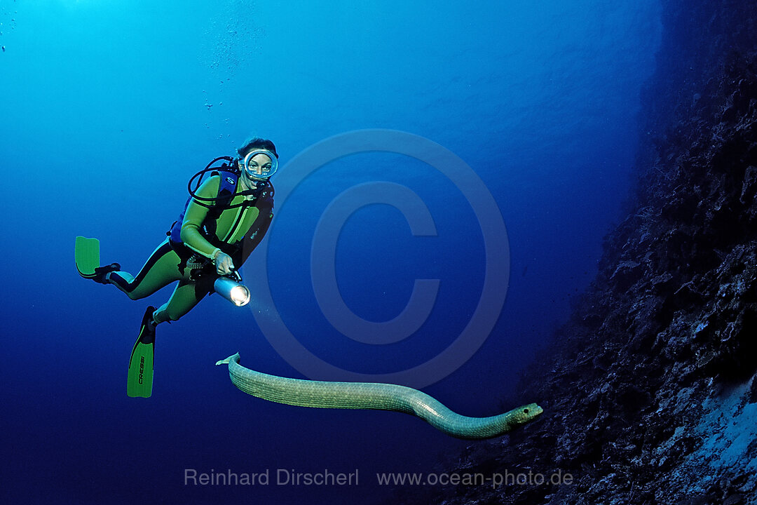 Olive sea snake and Scuba diver, Hydrophiidae, Pacific Ocean, Coral Sea, Papua New Guinea