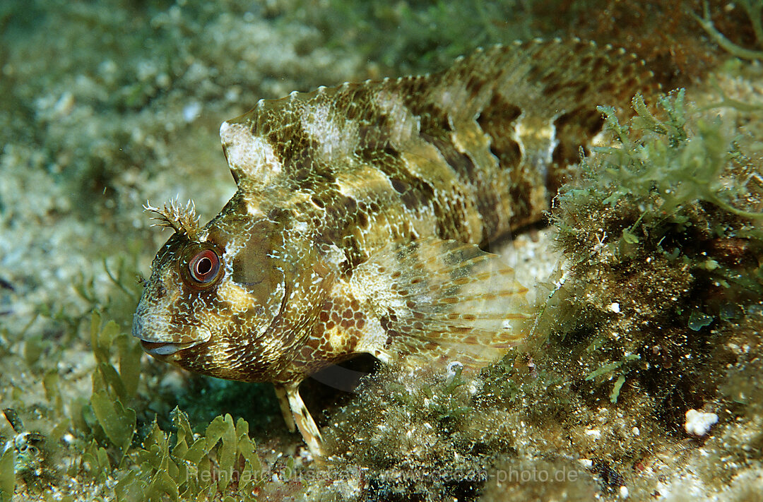 Tompot blenny, Parablennius gattorugine, Mediterranean Sea, Croatia