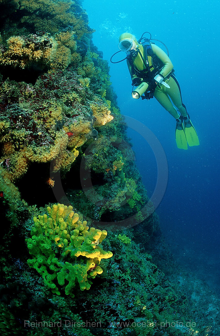 scuba diver and reef, Mediterranean Sea, Croatia