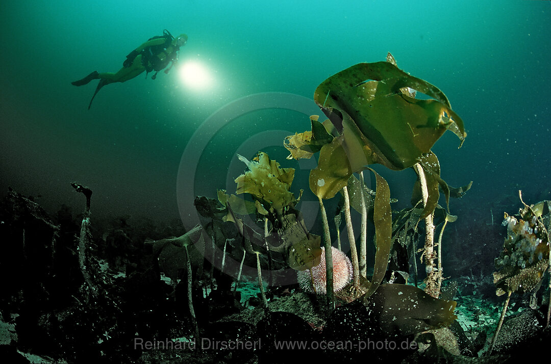 Scuba diver and Kelp