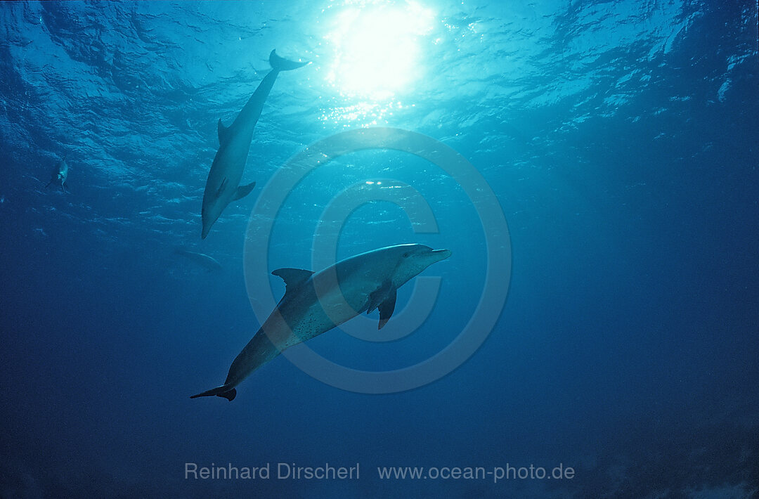 Grosser Tuemmler, Delphin, Delfin, Tursiops truncatus, Indischer Ozean, Malediven