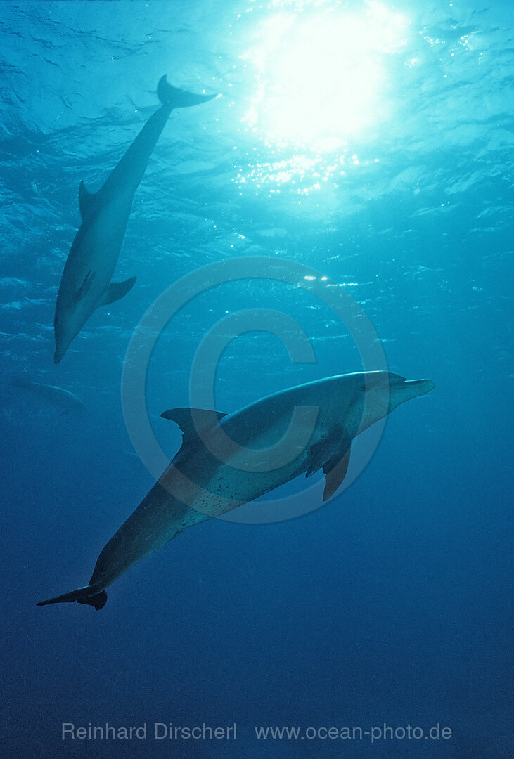 bottlenose dolphin