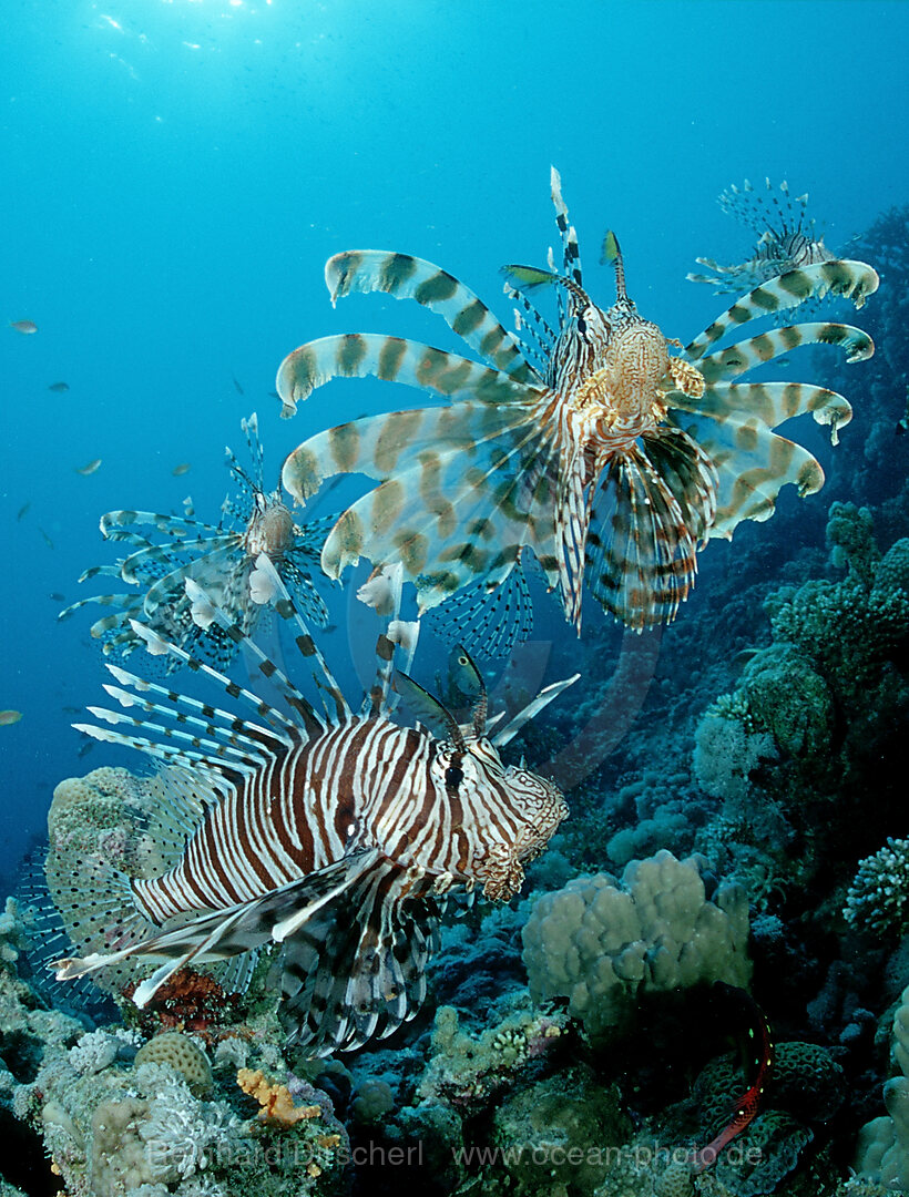 Rotfeuerfisch, Rotfeuerfische, Pterois volitans, Rotes Meer, Hurghada, gypten, Aegypten