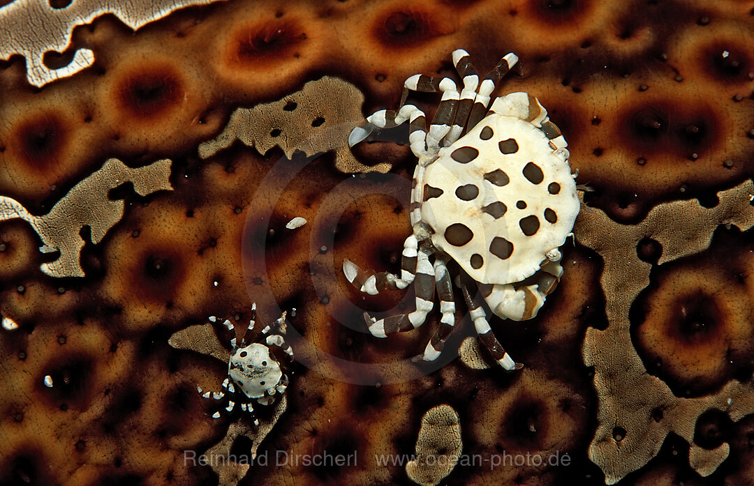 Two Crabs sitting on a Sea Cucumber, Lissocarcinus orbicularis, South chinese sea, Malaysia