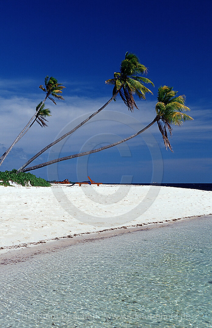 Kokospalmen am Sandstrand, Wakatobi Dive Resort, Sulawesi, Indischer Ozean, Bandasee, Indonesien