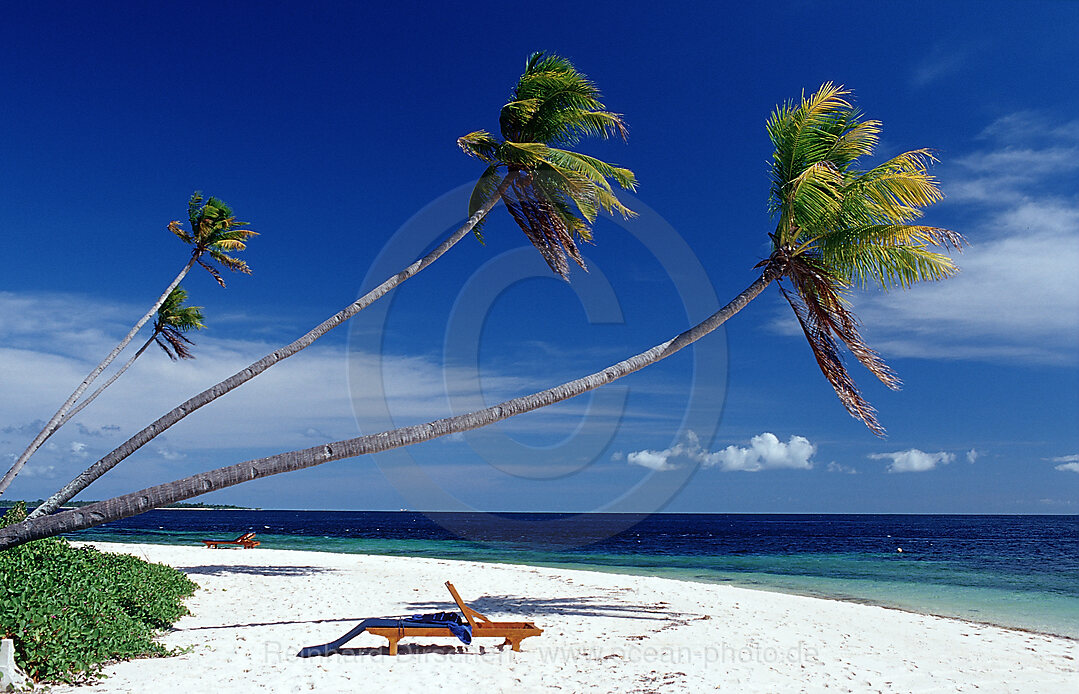 Kokospalmen am Sandstrand, Wakatobi Dive Resort, Sulawesi, Indischer Ozean, Bandasee, Indonesien