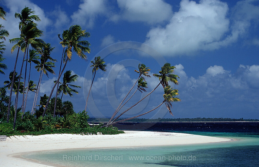Kokospalmen am Sandstrand
