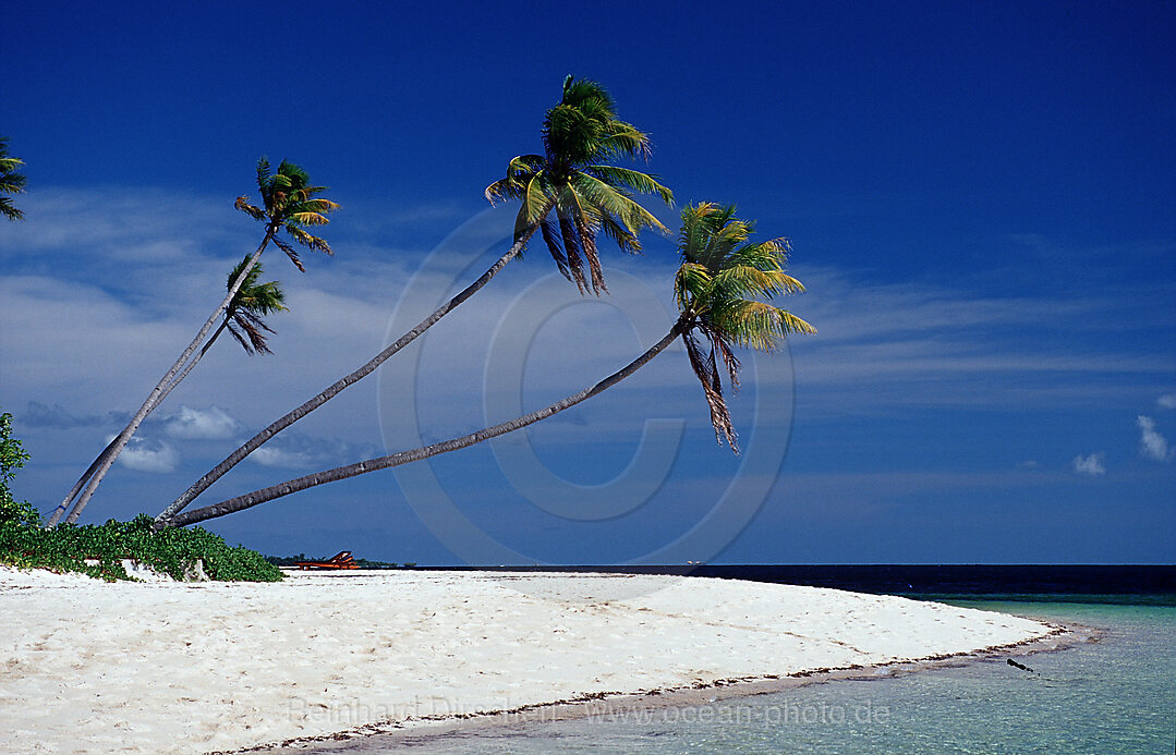 Kokospalmen am Sandstrand