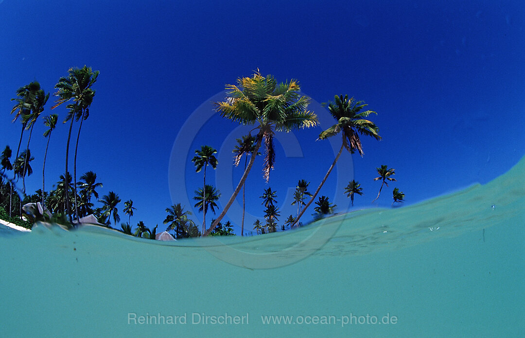 Kokospalmen am Sandstrand, Wakatobi Dive Resort, Sulawesi, Indischer Ozean, Bandasee, Indonesien