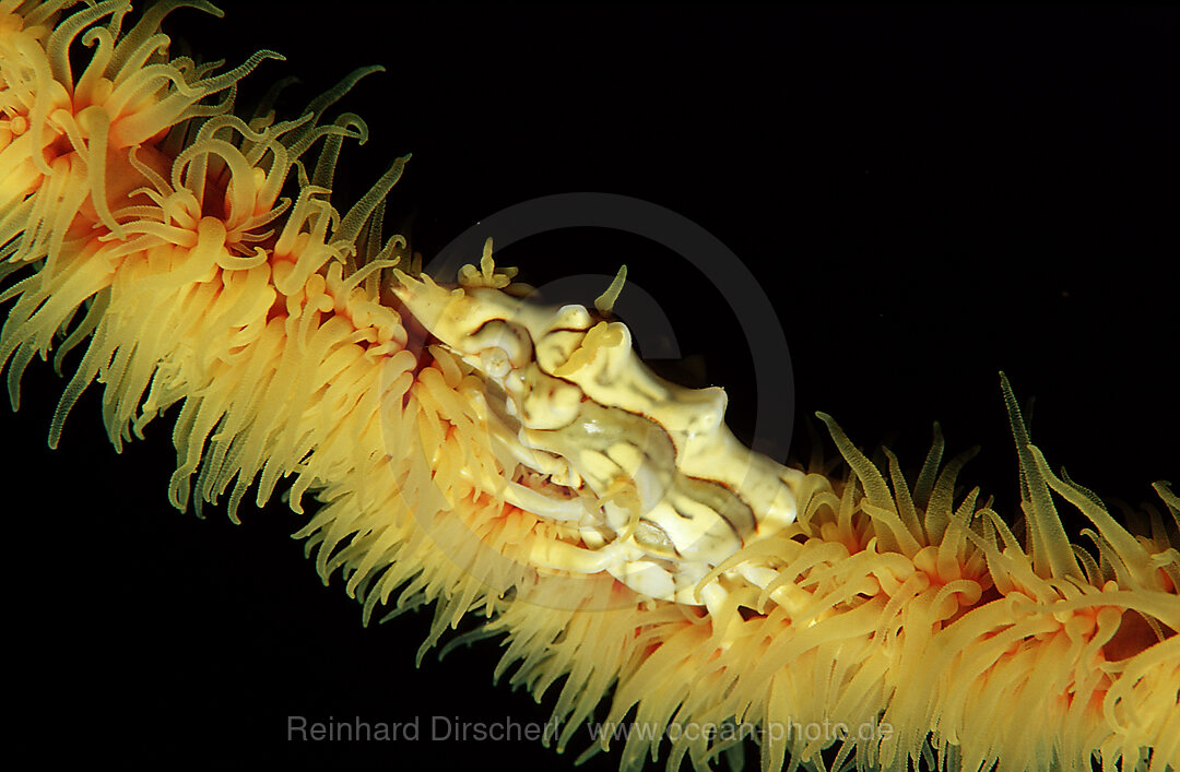 Gorgonien-Spinnenkrabbe, Xenocarcinus tuberculatus, Wakatobi Dive Resort, Sulawesi, Indischer Ozean, Bandasee, Indonesien