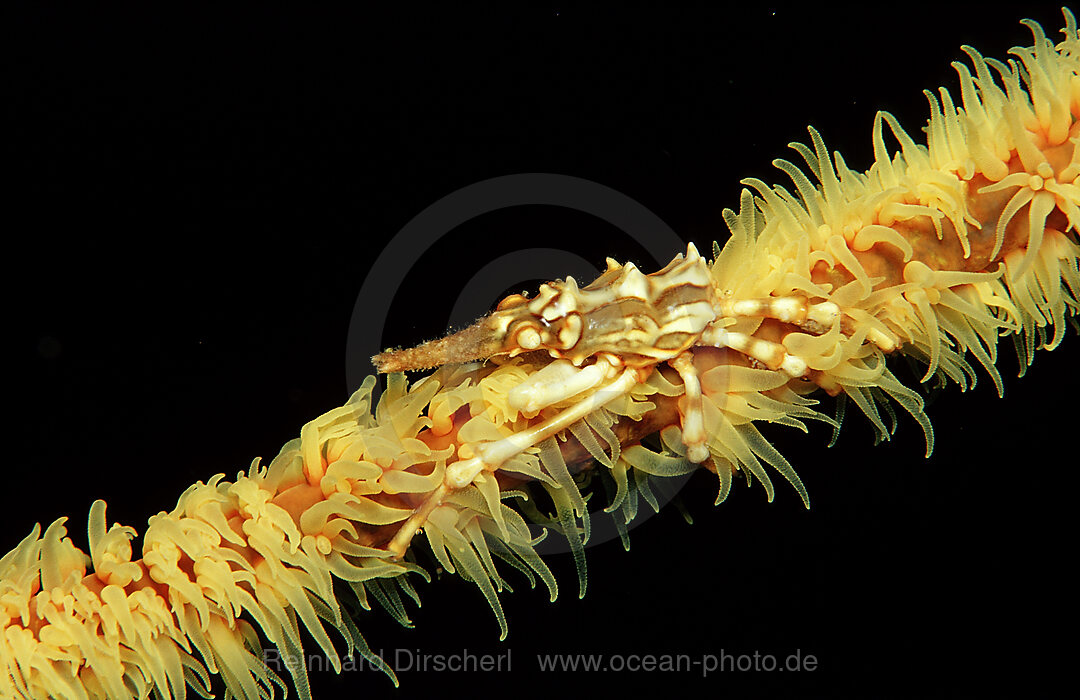Gorgonian Crab