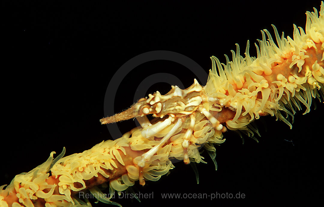 Gorgonien-Spinnenkrabbe, Xenocarcinus tuberculatus, Raja Ampat, Irian Jaya, West Papua, Indischer Ozean, Indonesien