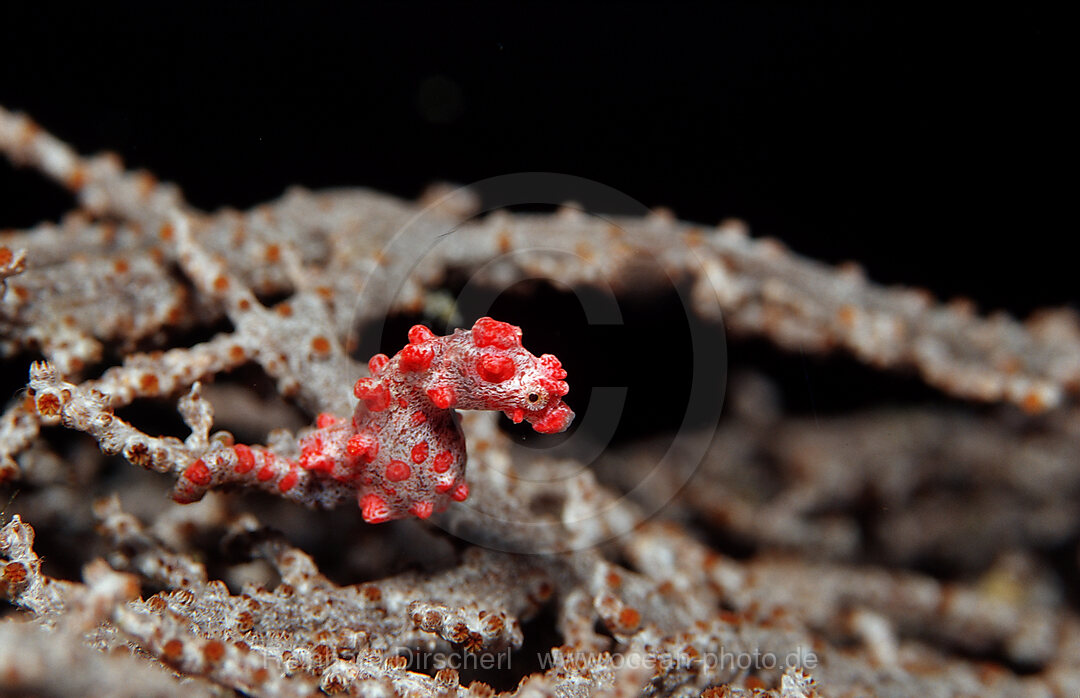 pygmy seahorse