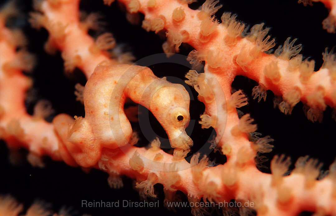 Denise pygmy seahorse, Hippocampus denise, Wakatobi Dive Resort, Sulawesi, Indian Ocean, Bandasea, Indonesia