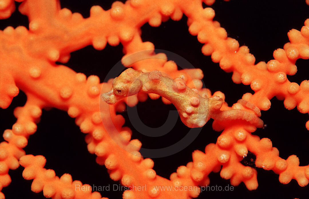 Denise pygmy seahorse, Hippocampus denise, Wakatobi Dive Resort, Sulawesi, Indian Ocean, Bandasea, Indonesia