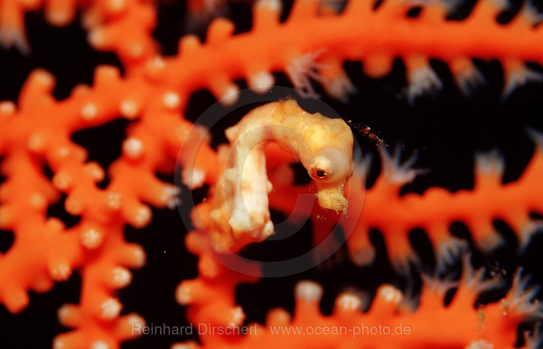 Denise pygmy seahorse, Hippocampus denise, Raja Ampat, Irian Jaya, West Papua, Indian Ocean, Indonesia