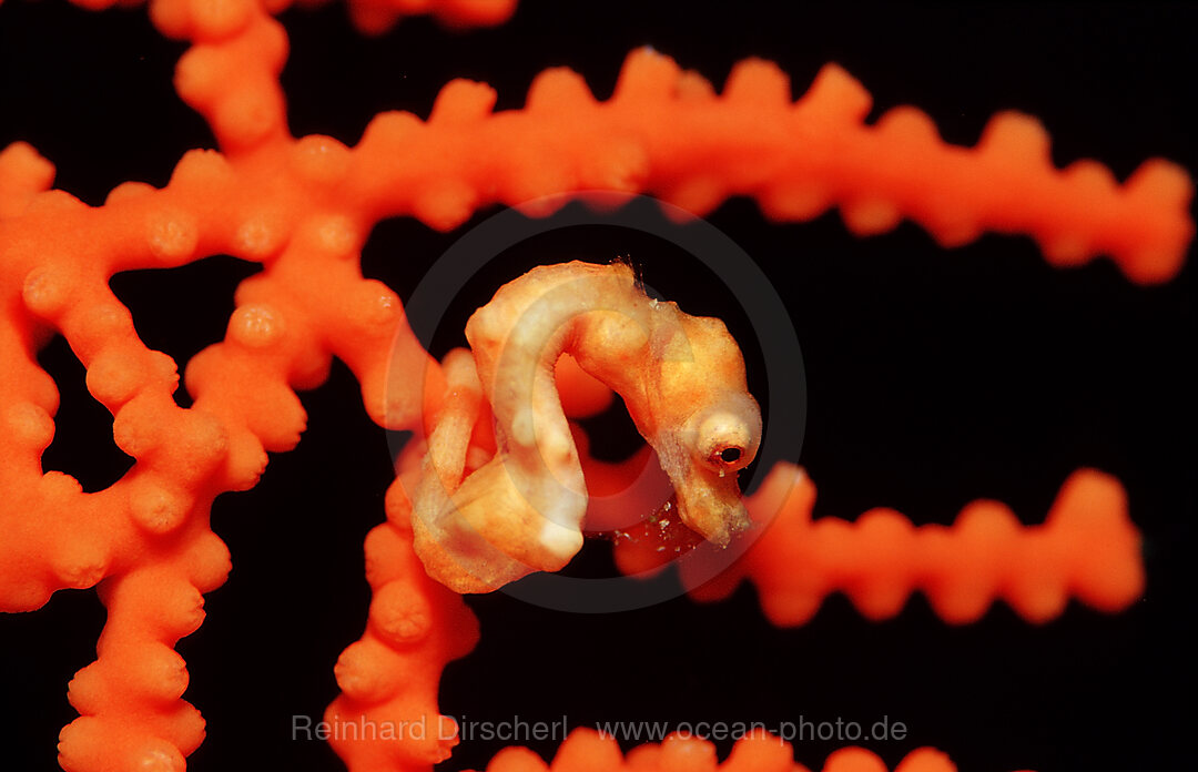 Denise pygmy seahorse, Hippocampus denise, Raja Ampat, Irian Jaya, West Papua, Indian Ocean, Indonesia