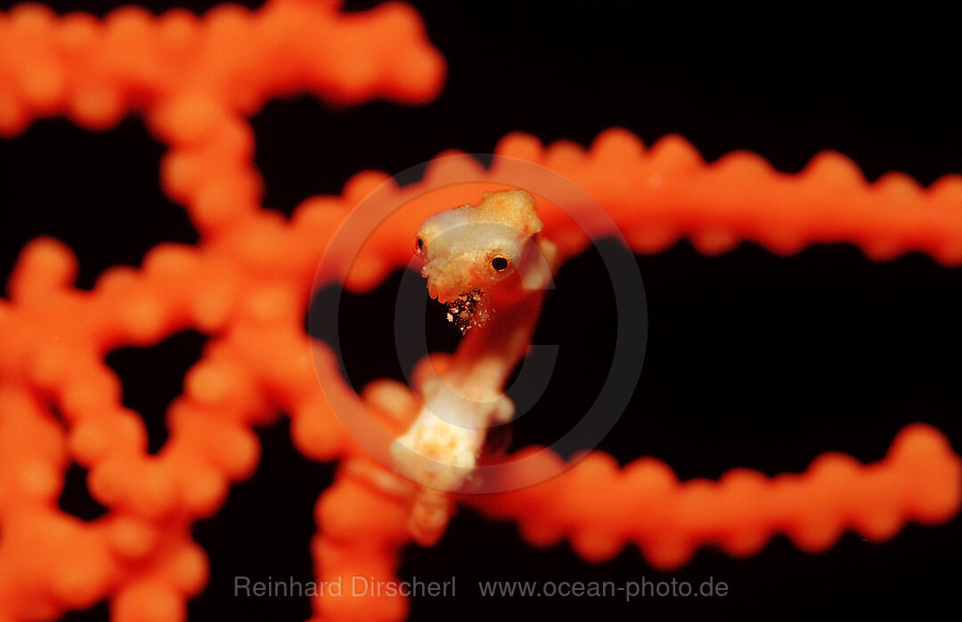 Denise pygmy seahorse, Hippocampus denise, Wakatobi Dive Resort, Sulawesi, Indian Ocean, Bandasea, Indonesia