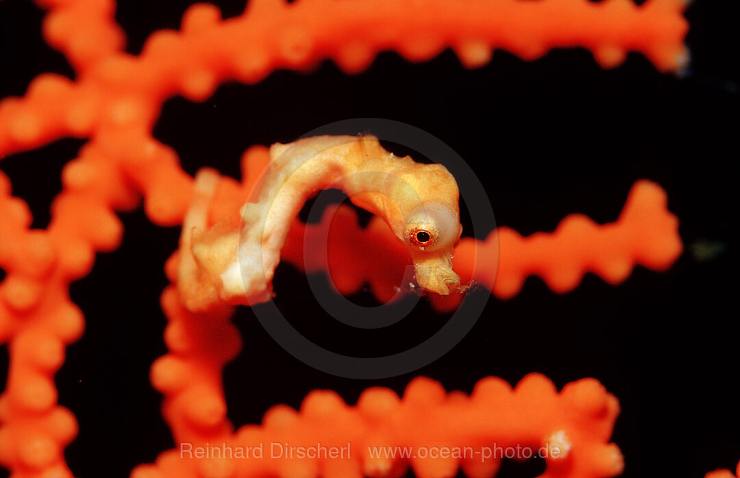 Denise pygmy seahorse, Hippocampus denise, Wakatobi Dive Resort, Sulawesi, Indian Ocean, Bandasea, Indonesia