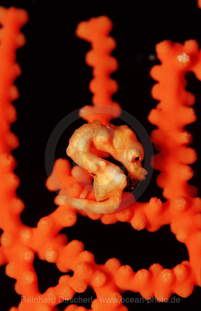 Denise pygmy seahorse, Hippocampus denise, Wakatobi Dive Resort, Sulawesi, Indian Ocean, Bandasea, Indonesia