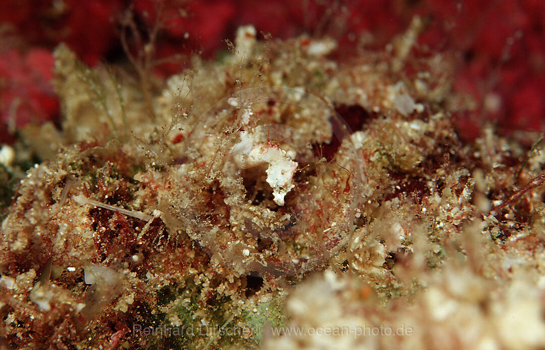 Pontihi Pygmy seahorse, Hippocampus pontohi, Wakatobi Dive Resort, Sulawesi, Indian Ocean, Bandasea, Indonesia