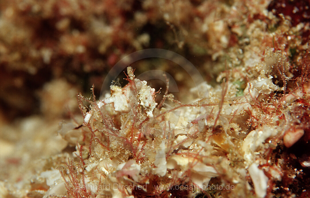 Pontihi Pygmy seahorse, Hippocampus pontohi, Wakatobi Dive Resort, Sulawesi, Indian Ocean, Bandasea, Indonesia