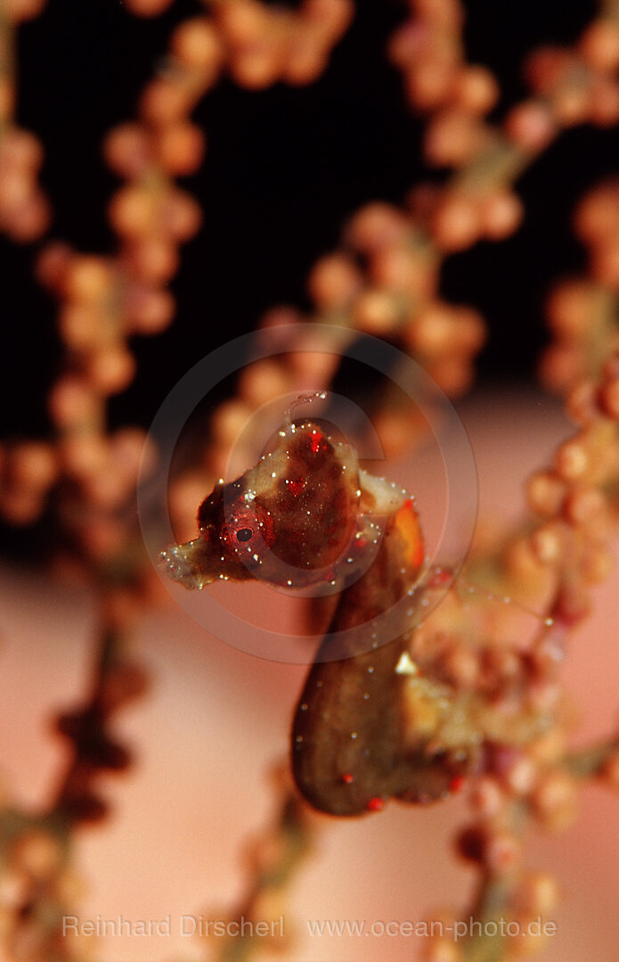 Brown Pygmy seahorse, unidentified species, Wakatobi Dive Resort, Sulawesi, Indian Ocean, Bandasea, Indonesia