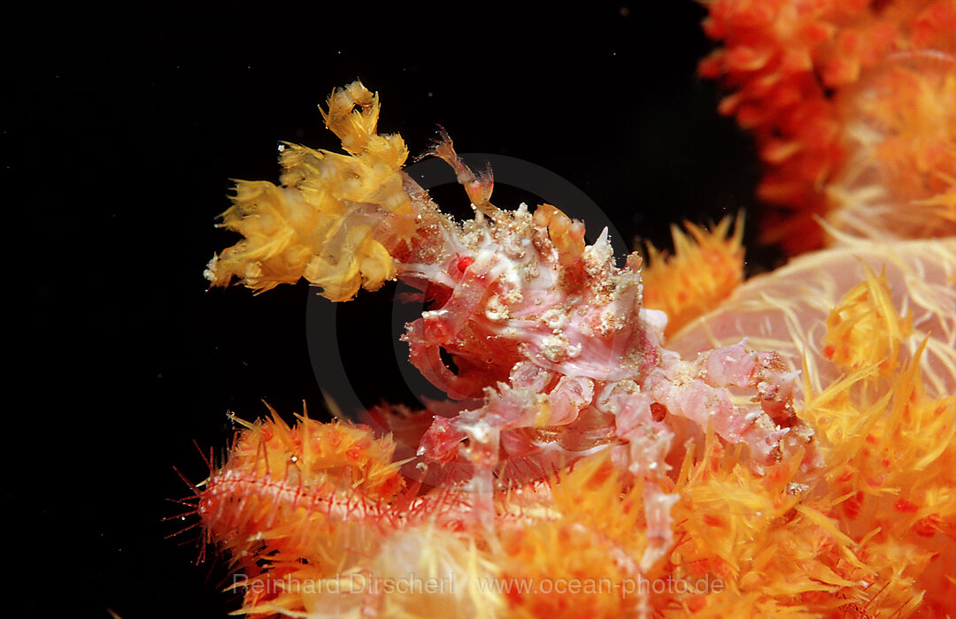 Soft coral Spidercrab, Hoplophrys oatesii, Wakatobi Dive Resort, Sulawesi, Indian Ocean, Bandasea, Indonesia