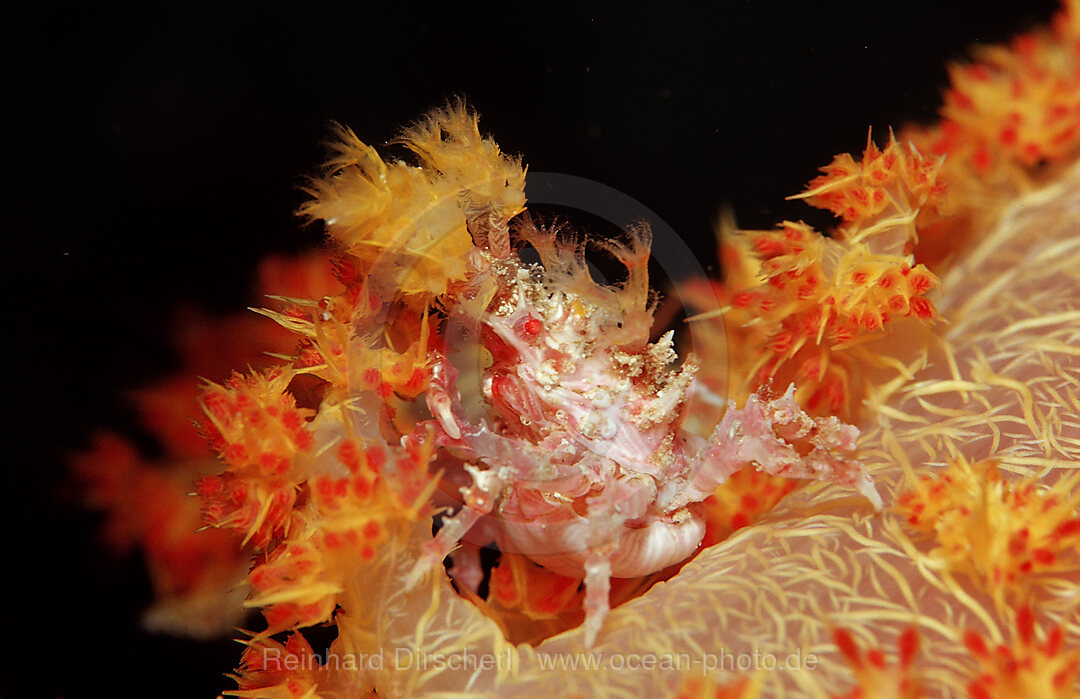 Soft coral Spidercrab, Hoplophrys oatesii, Wakatobi Dive Resort, Sulawesi, Indian Ocean, Bandasea, Indonesia