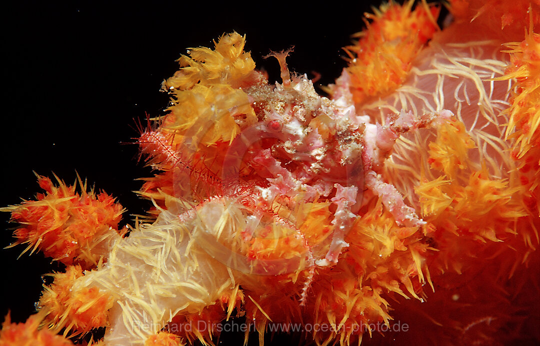 Soft coral Spidercrab, Hoplophrys oatesii, Wakatobi Dive Resort, Sulawesi, Indian Ocean, Bandasea, Indonesia