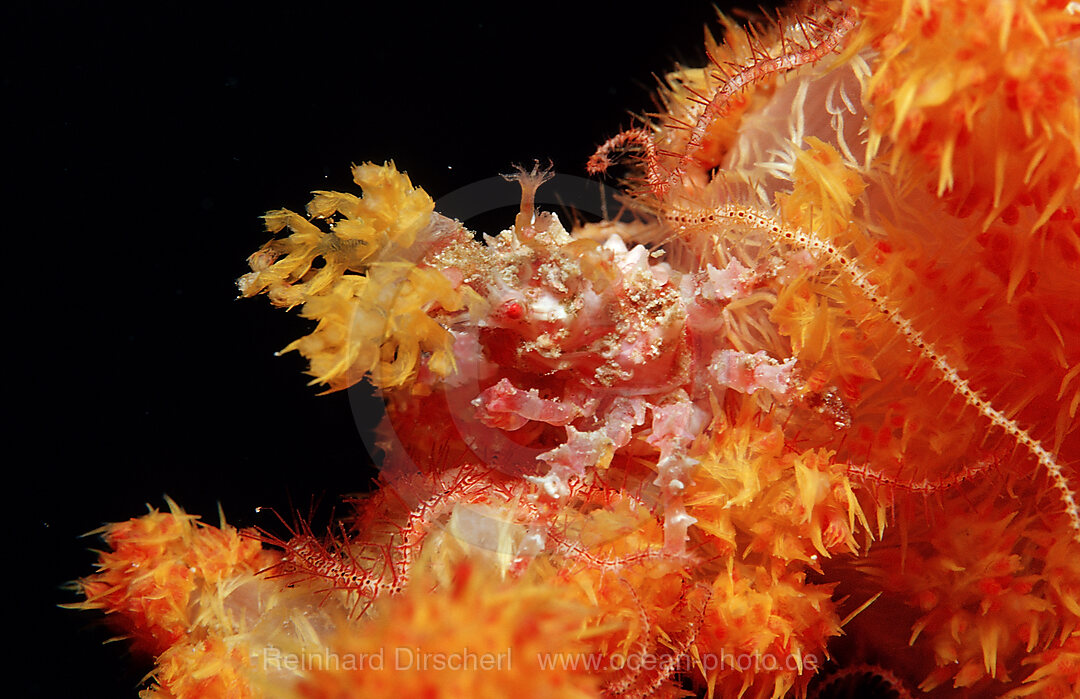 Weichkorallen-Spinnenkrabbe, Hoplophrys oatesii, Raja Ampat, Irian Jaya, West Papua, Indischer Ozean, Indonesien