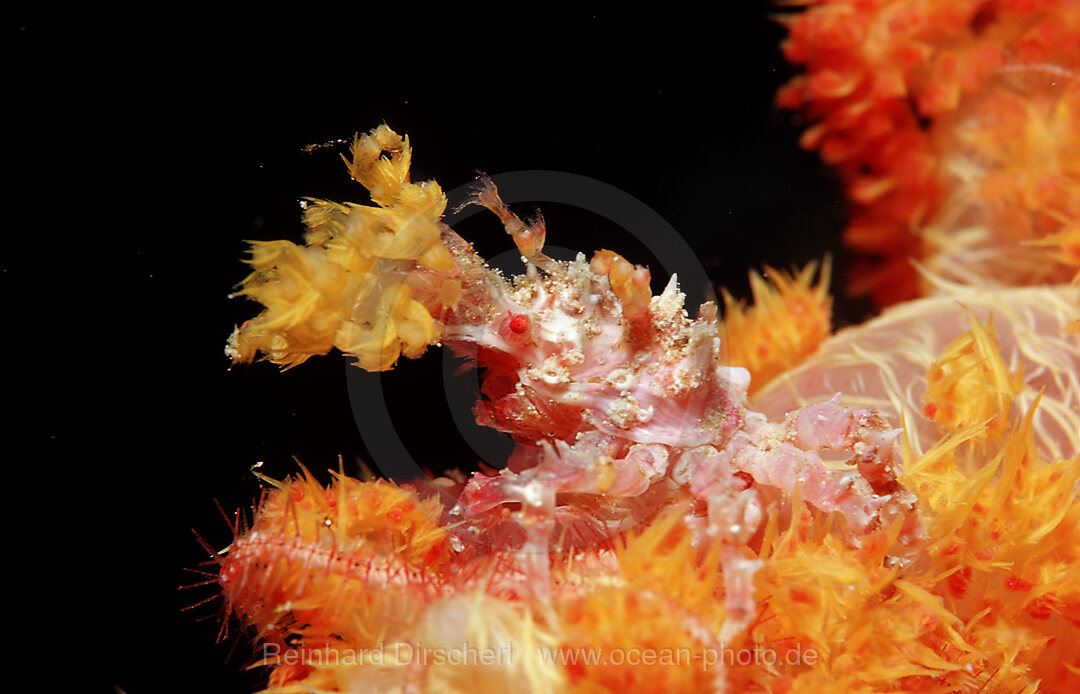 Soft coral Spidercrab, Hoplophrys oatesii, Raja Ampat, Irian Jaya, West Papua, Indian Ocean, Indonesia