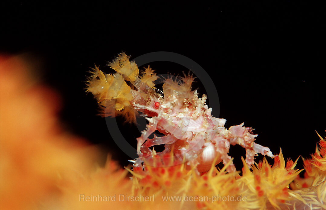 Weichkorallen-Spinnenkrabbe, Hoplophrys oatesii, Raja Ampat, Irian Jaya, West Papua, Indischer Ozean, Indonesien