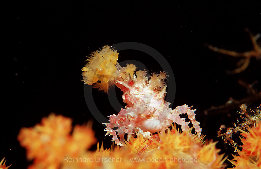 Soft coral Spidercrab, Hoplophrys oatesii, Wakatobi Dive Resort, Sulawesi, Indian Ocean, Bandasea, Indonesia