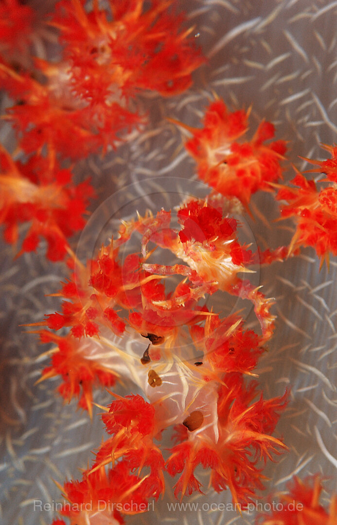 Soft coral Spidercrab, Hoplophrys oatesii, Wakatobi Dive Resort, Sulawesi, Indian Ocean, Bandasea, Indonesia