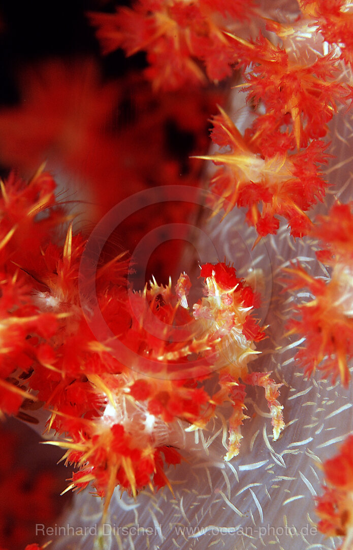 Soft coral Spidercrab, Hoplophrys oatesii, Wakatobi Dive Resort, Sulawesi, Indian Ocean, Bandasea, Indonesia