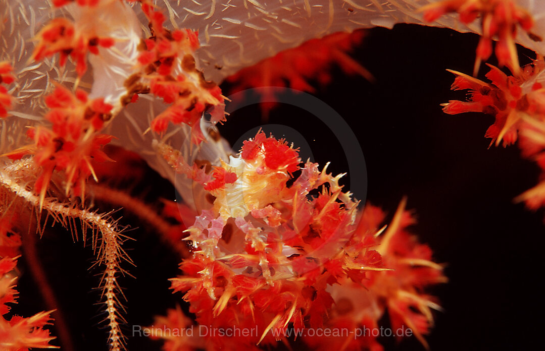 Weichkorallen-Spinnenkrabbe, Hoplophrys oatesii, Wakatobi Dive Resort, Sulawesi, Indischer Ozean, Bandasee, Indonesien