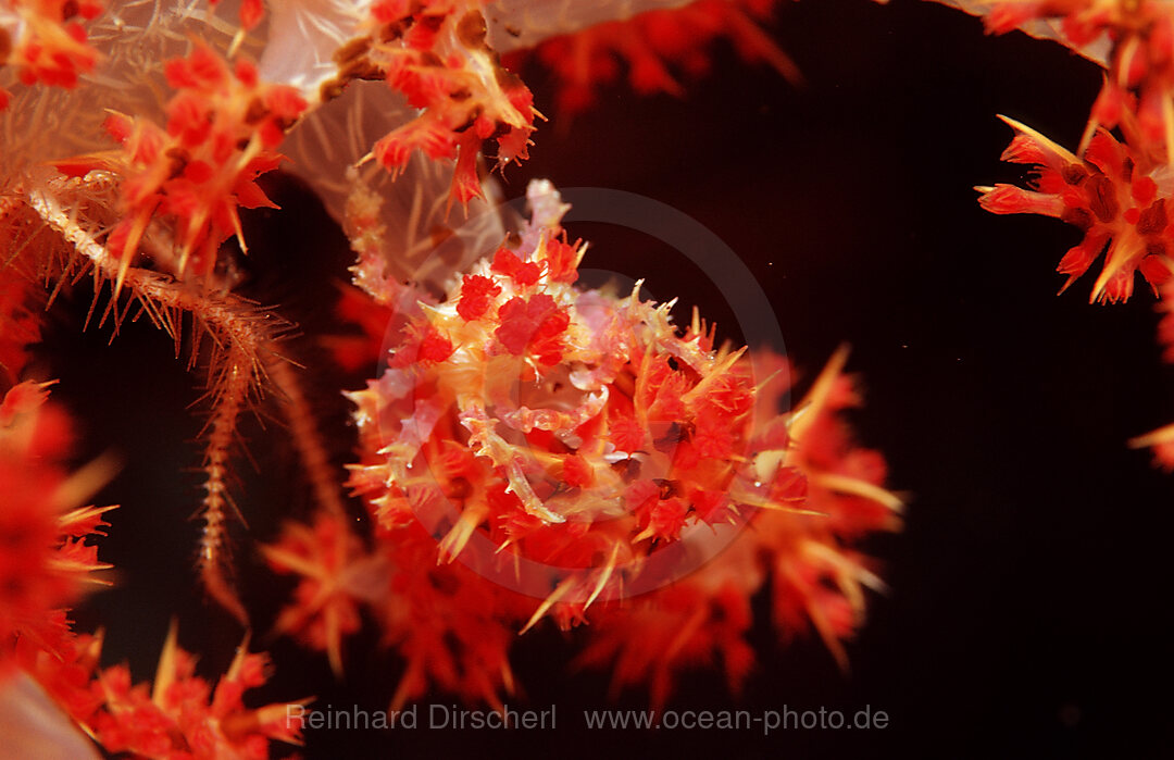 Soft coral Spidercrab, Hoplophrys oatesii, Raja Ampat, Irian Jaya, West Papua, Indian Ocean, Indonesia