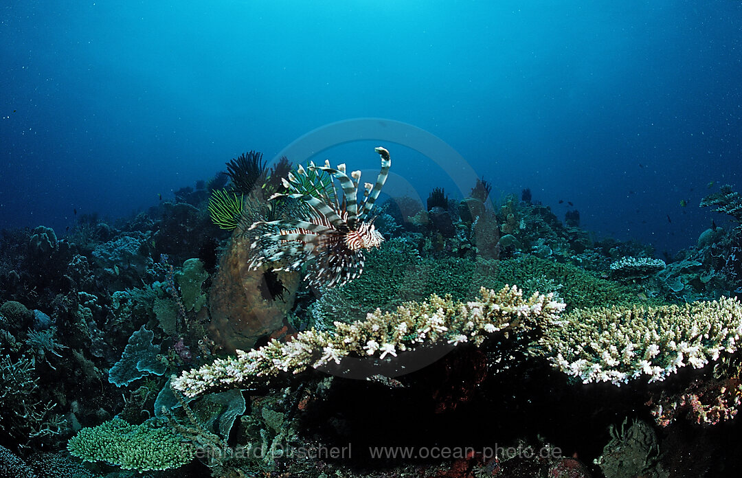 lionfish, turkeyfish and coral reef, Pterois volitans, Wakatobi Dive Resort, Sulawesi, Indian Ocean, Bandasea, Indonesia